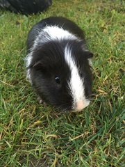 Cavia