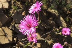 Drosanthemum longipes