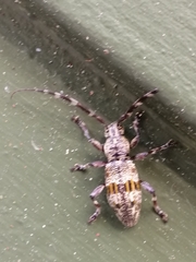 Hexatricha pulverulenta