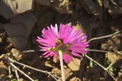Drosanthemum longipes