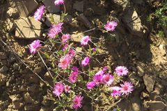 Drosanthemum longipes