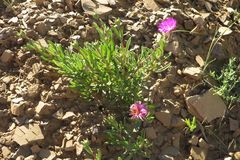 Drosanthemum longipes