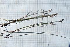 Juncus articulatus limosus