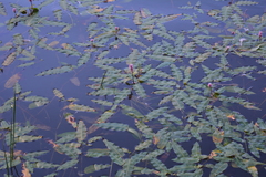 Persicaria amphibia