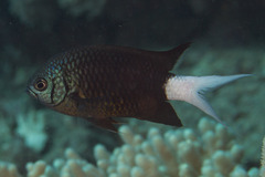 Chromis xanthura