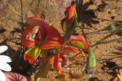 Gladiolus speciosus