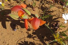 Gladiolus speciosus