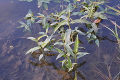 Persicaria amphibia