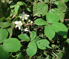 Rubus robiae