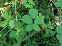 Rubus robiae