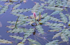Persicaria amphibia