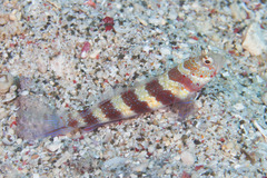 Amblyeleotris wheeleri