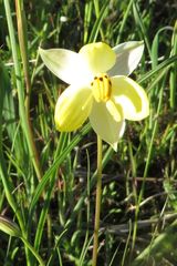 Cyanella alba flavescens