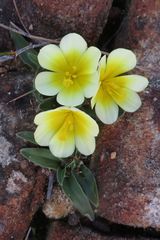 Moraea luteoalba