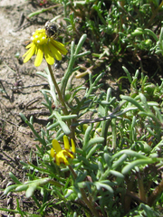 Andrena blennospermatis