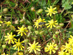 Andrena blennospermatis