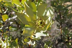 Leucadendron loranthifolium