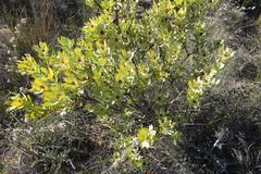 Leucadendron loranthifolium