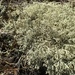 Cladonia arbuscula - Photo (c) Torsten Eriksson,  זכויות יוצרים חלקיות (CC BY-NC), uploaded by Torsten Eriksson