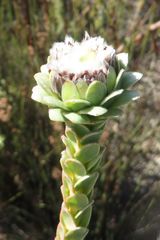 Leucadendron concavum