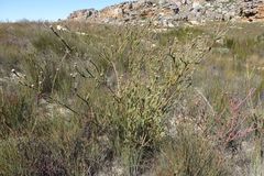 Leucadendron concavum