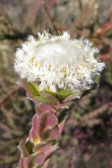 Leucadendron concavum
