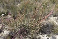 Leucadendron concavum