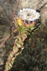 Leucadendron concavum
