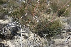 Leucadendron concavum