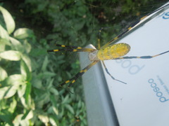 Trichonephila clavata