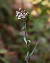 Achillea alpina camtschatica