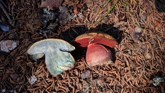 Rubroboletus