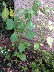 Physalis angulata