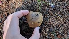 Rubroboletus
