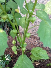 Physalis angulata