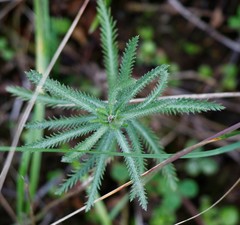 Achillea alpina camtschatica