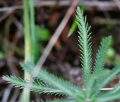 Achillea alpina camtschatica