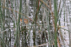 Acrocephalus melanopogon