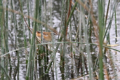 Acrocephalus melanopogon