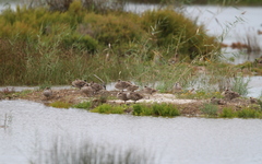 Marmaronetta angustirostris