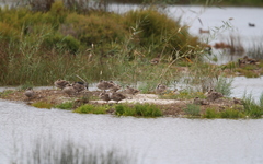 Marmaronetta angustirostris