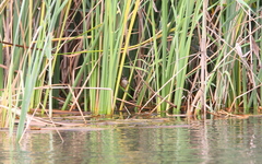 Acrocephalus melanopogon