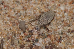 Myrmeleon bore