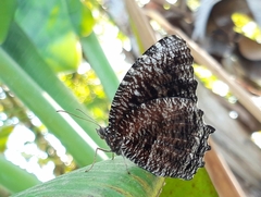 Elymnias casiphone casiphone