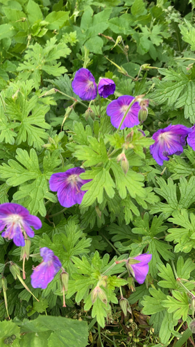 Image of Geranium himalayense by (c) rowan_m, some rights reserved (CC BY)