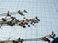 Juncus articulatus limosus