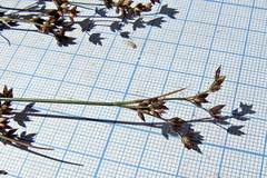 Juncus articulatus limosus