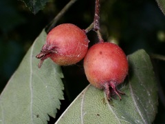 Crataegus submollis