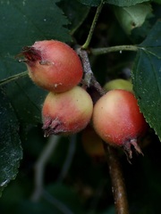 Crataegus submollis
