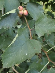 Crataegus submollis